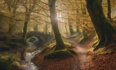 Top Woodland Walking Routes for Staffordshire Holidays