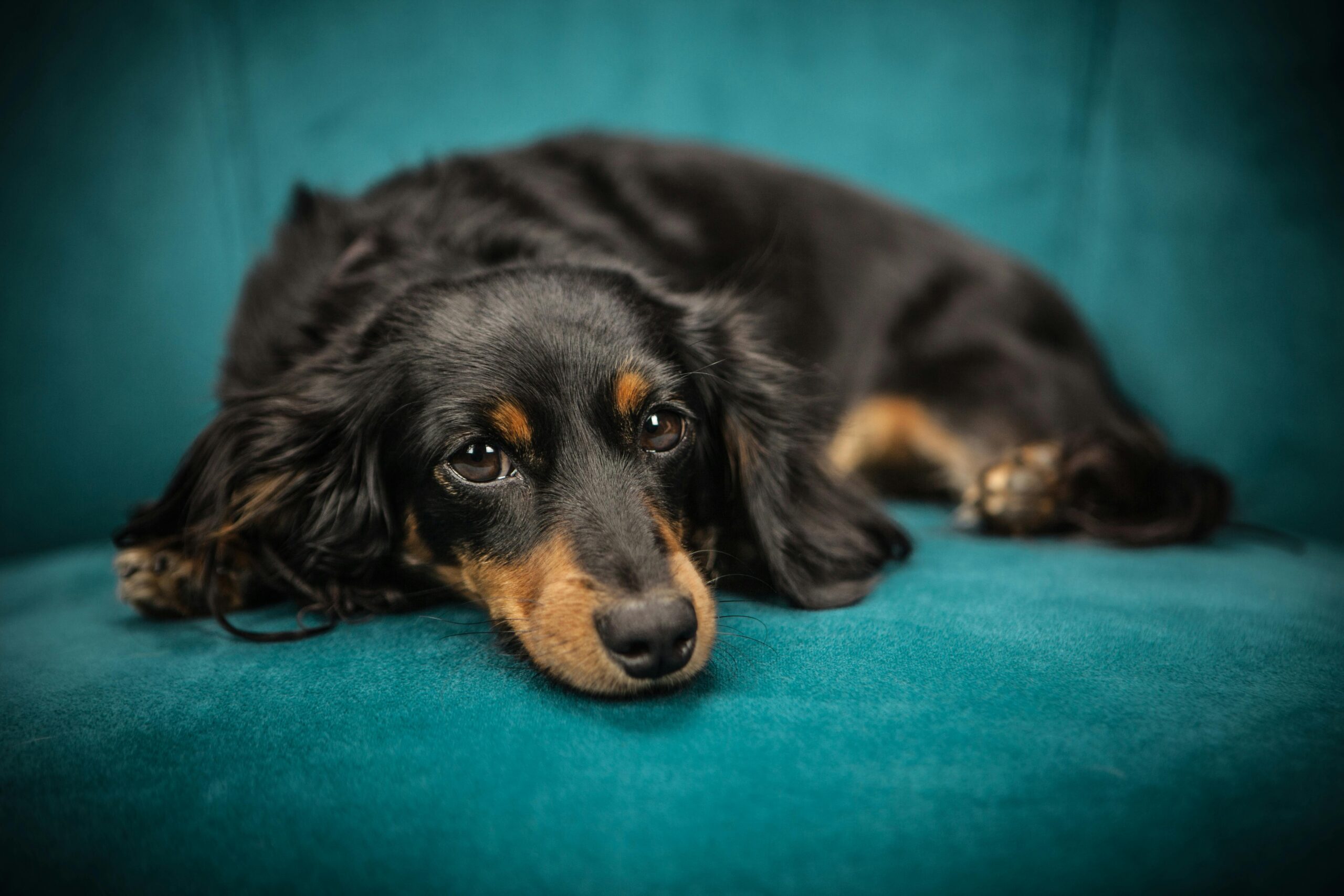 pet and dog friendly airbnb holiday let